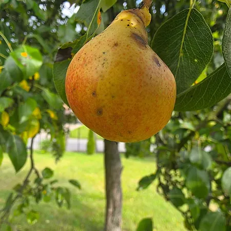 Apartamento Matylda House *